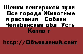 Щенки венгерской пули - Все города Животные и растения » Собаки   . Челябинская обл.,Усть-Катав г.